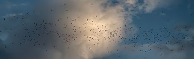 Brazilian Short Tailed Bat - Fly Out Carlsbad