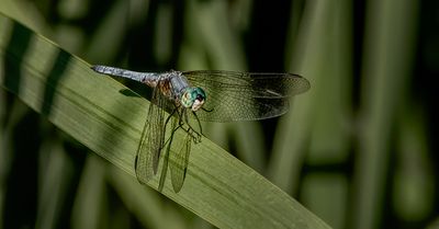 Blue Eyed Darner