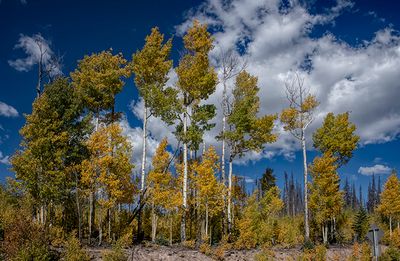 Aspens, Near Chama, NM