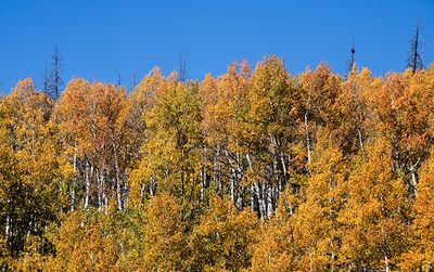 Aspens, Near Chama, NM