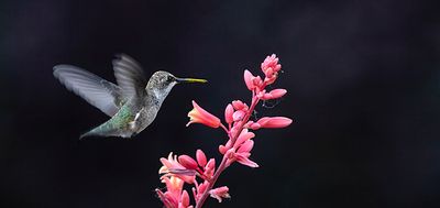 Female Black Chinned Hummingbird and Yucca Blossom