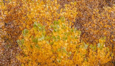 Autumns Palette