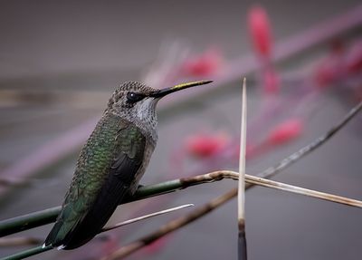 Female Black Chinned Hummingbird 