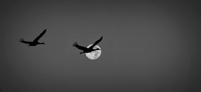 Moonshot