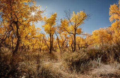Jemez Springs