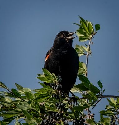 Tri-Color Blackbird