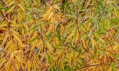 Autumn in the Willows
