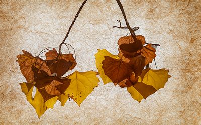 Autumns Design
