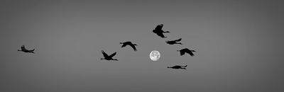 Moon Flight