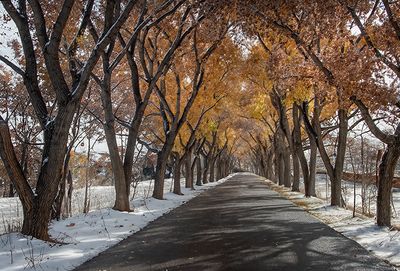 First Snowfall on Corrales Promenade