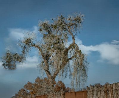 Witching Cottonwood