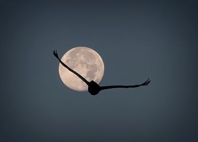 Morning Moon Flight