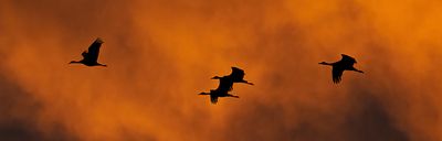 Flight Into a Colorful Morning