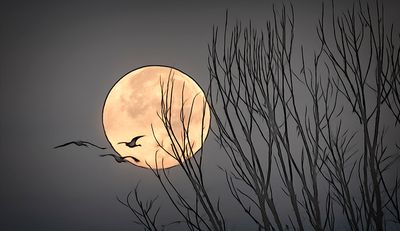 Full Beaver Moon & Sandhill Cranes