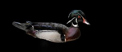 Dapper Wood Duck