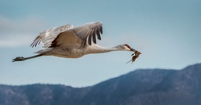 Sandhill Crane with Breakfast