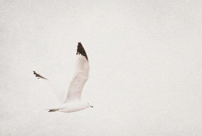 Ring Billed Gull in the Fog