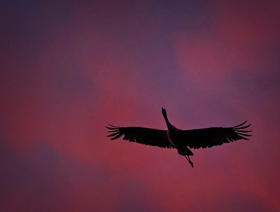 Crimson Flight