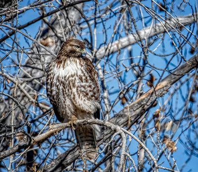 Watchful Raptor