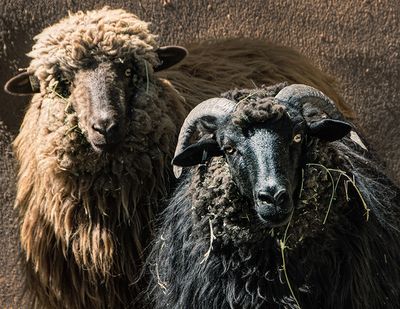 Ewe and Me