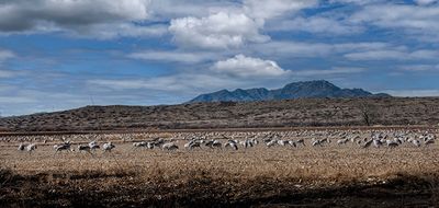 Grazing Cranes, Bernardo NMWR