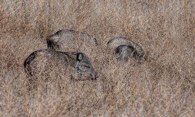 Javelina, Bosque del Apach, NWR