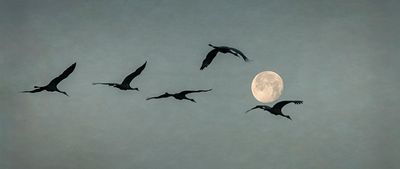 Sandhill Cranes and Januarys Full Wolf Moon