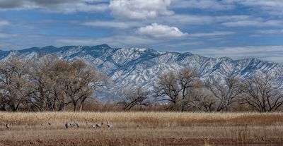 Sandhill Cranes at the Ladd S Gordon State Wildlife Refuge