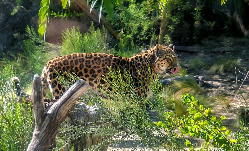 Amur Leopard