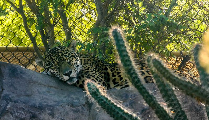 Sleeping Jaguar