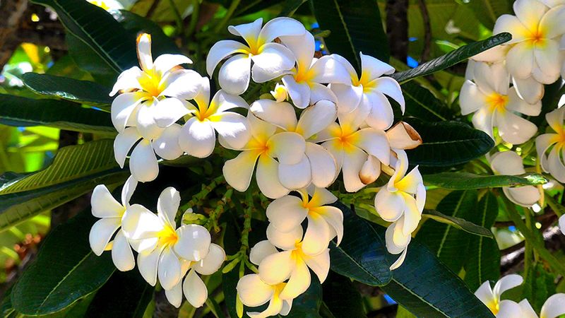 Plumeria