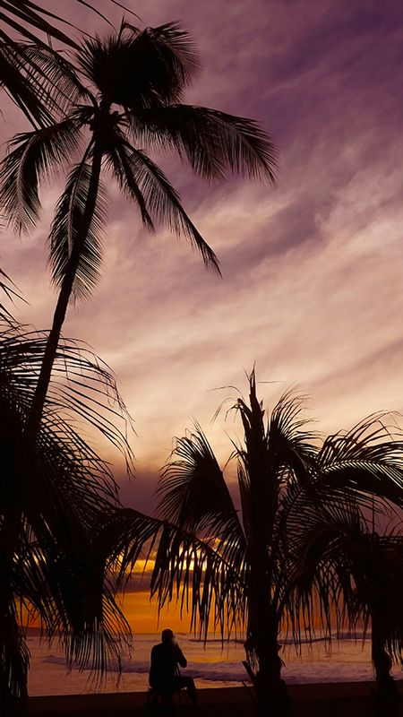 Palm Silhouettes