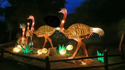 Ostriches