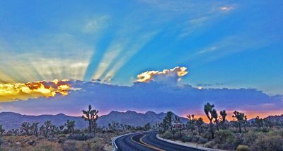 Joshua Tree Sunset