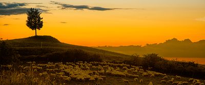 Sheep Grazing at Sunset