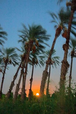 Date Palm Sunrise