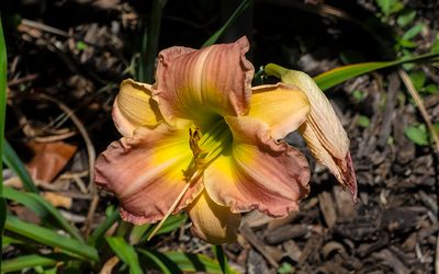 Rare Day Lily Hybrid