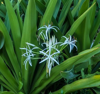 Spider Lily