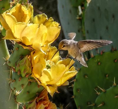 Hummingbird on Cactus