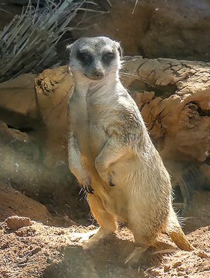 Meerkat