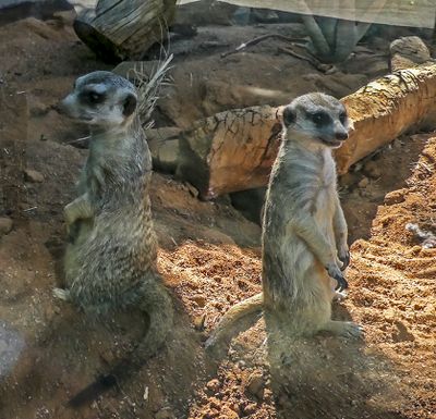Meerkats