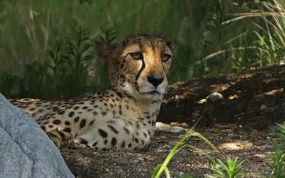 Cheetah