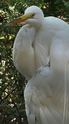 Snowy Egret
