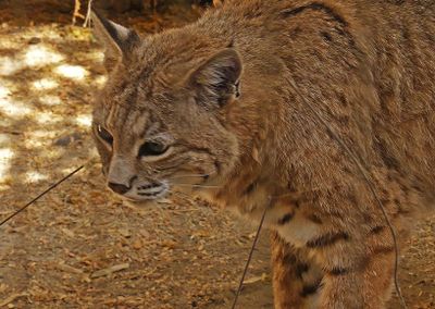 Bobcat