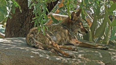 Mexican Wolf