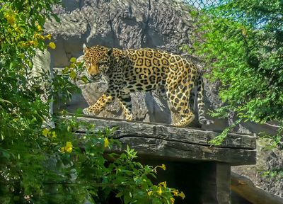 Jaguar
