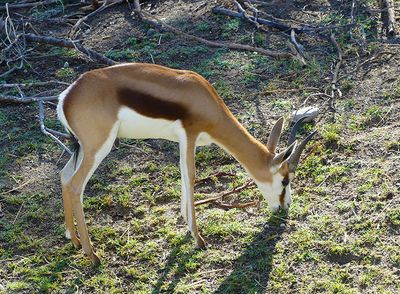 Springbok / Antelope