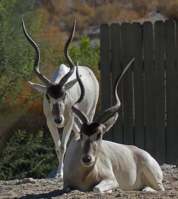 Oryx