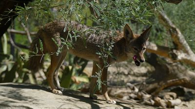 Coyote