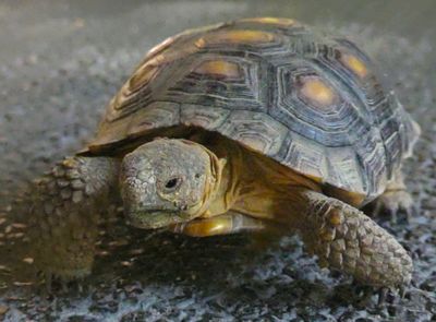 Two year old desert tortoise that can live to seventy-five or more